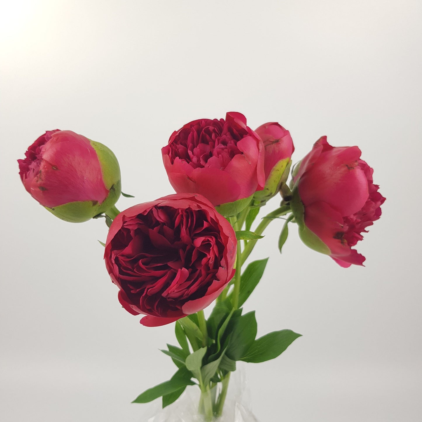 Peony Command Performance - Cherry Pink