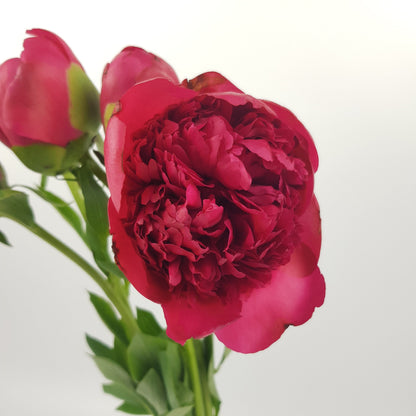 Peony Command Performance - Cherry Pink