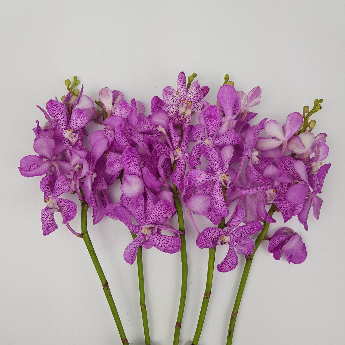 Orchid - Purple Dotted (10 Stems)