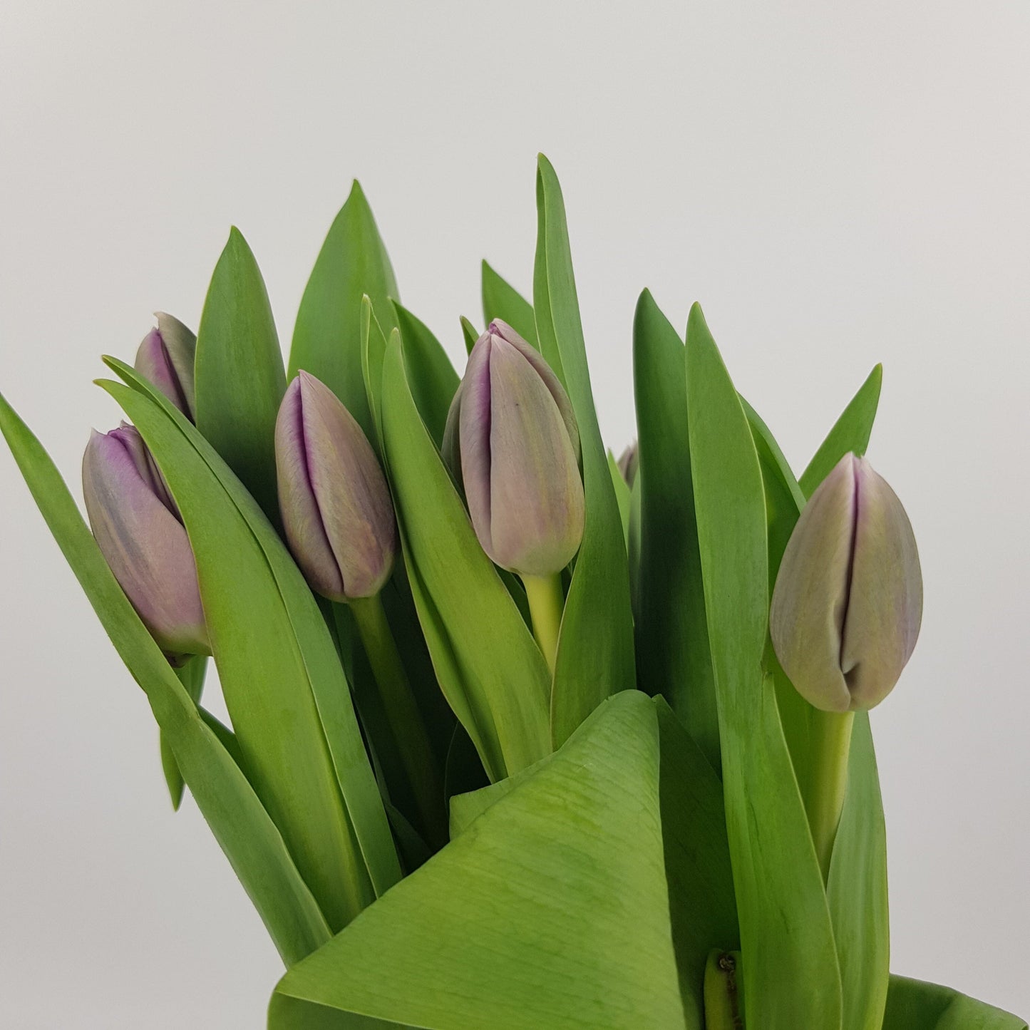 Tulip - Lavender