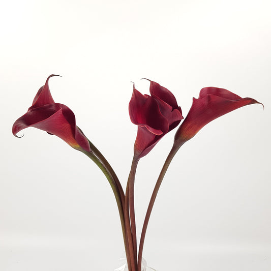 Calla Lily - Maroon