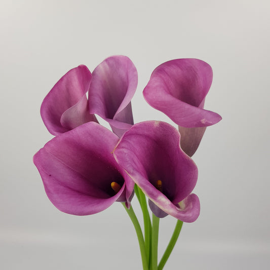 Calla Lily - Purple