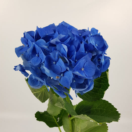 Hydrangea - Dark Blue