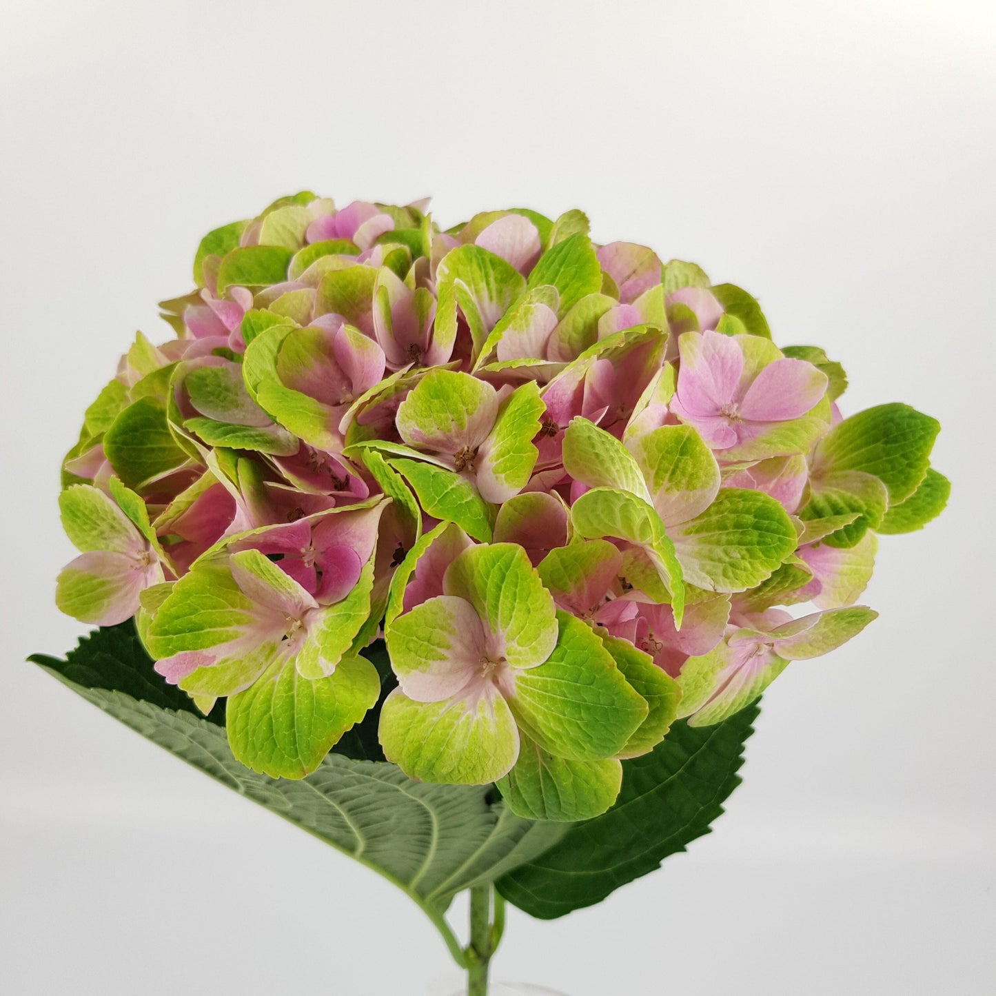 Hydrangea - 2 Tone Green Pink