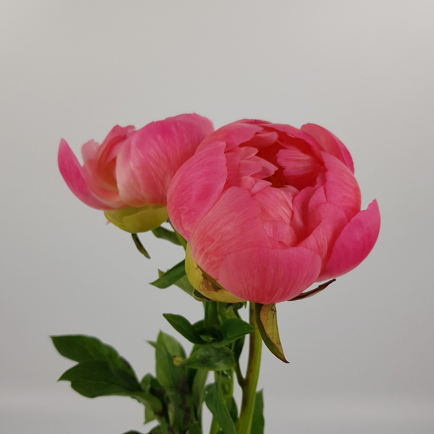 Peony - Salmon Pink (2 Stems)