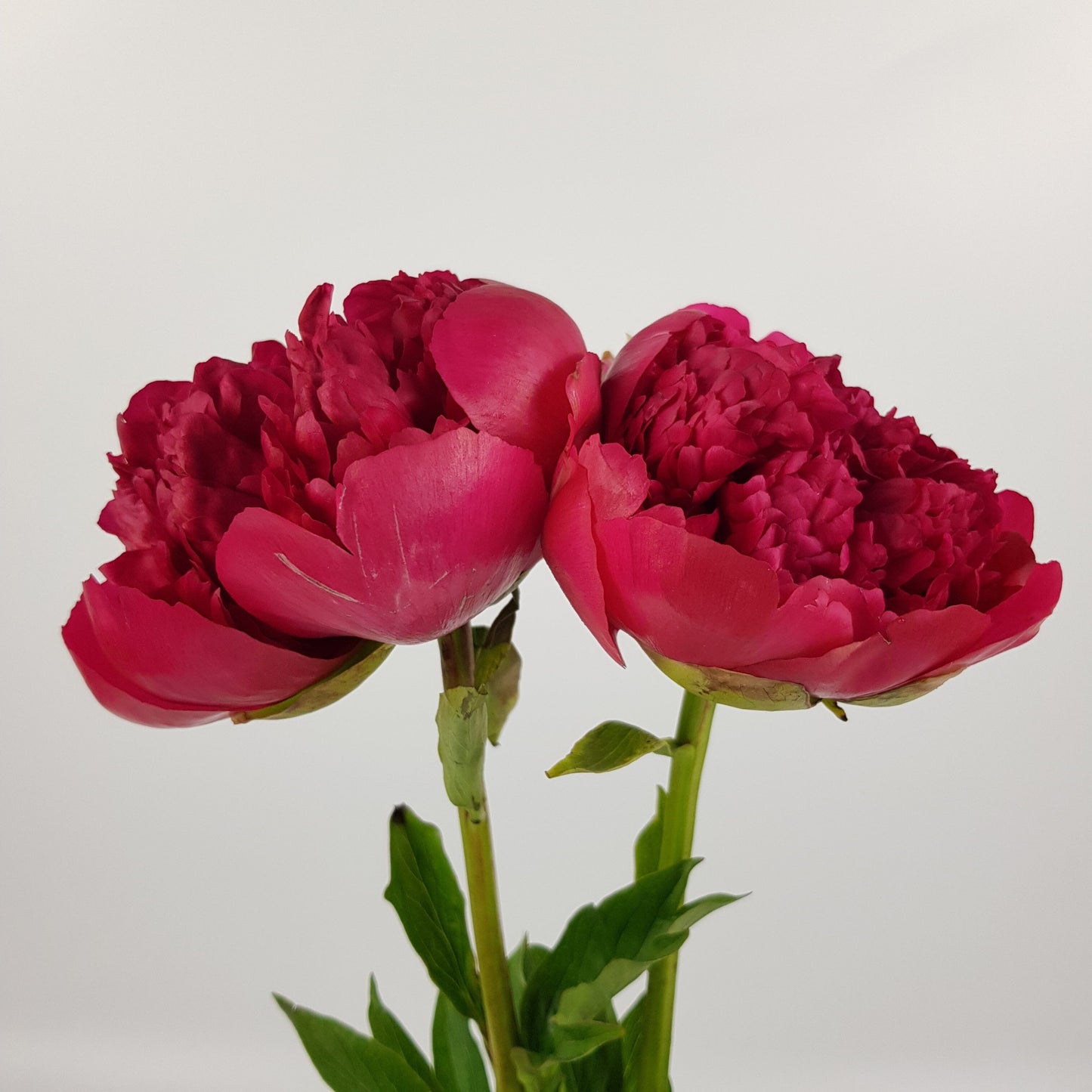 Peony - Red (2 Stems)