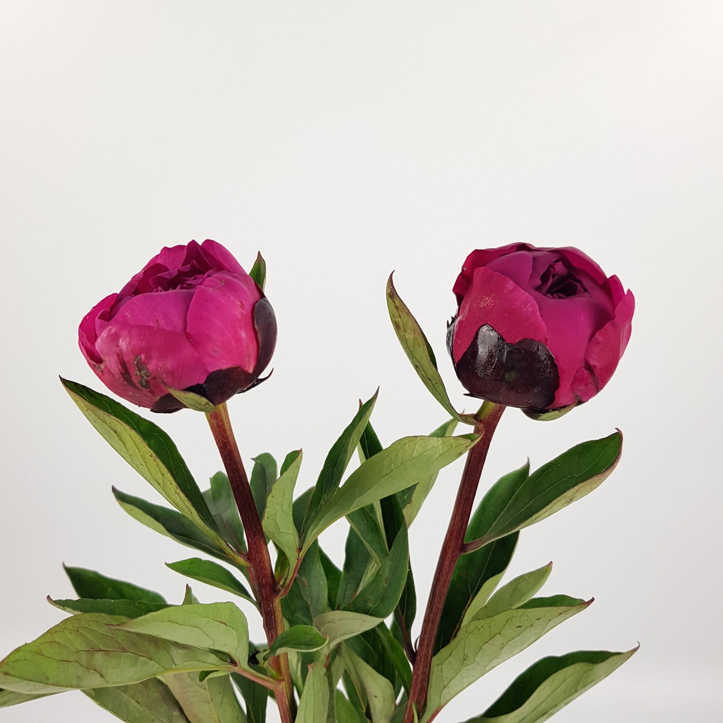 Peony - Cherry Pink (2 Stems)