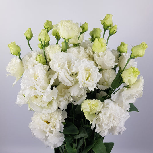 Eustoma - Wavy White (600g)