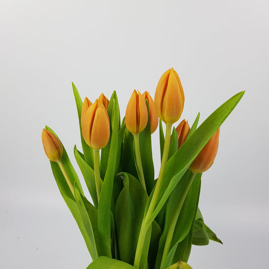 Tulip - Orange