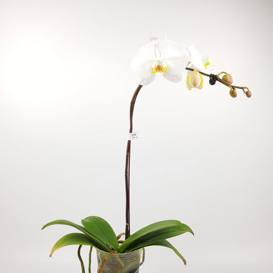 Phalaenopsis  - White *Without Pot*