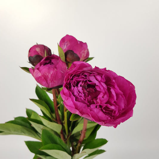 [Pre-Order] Peony - Shocking Pink (2 Stalks)