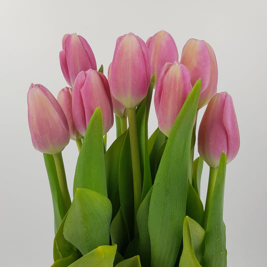 Tulip - 2 Tone Pink