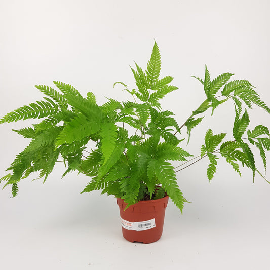 Pteris Fauriei (P120)