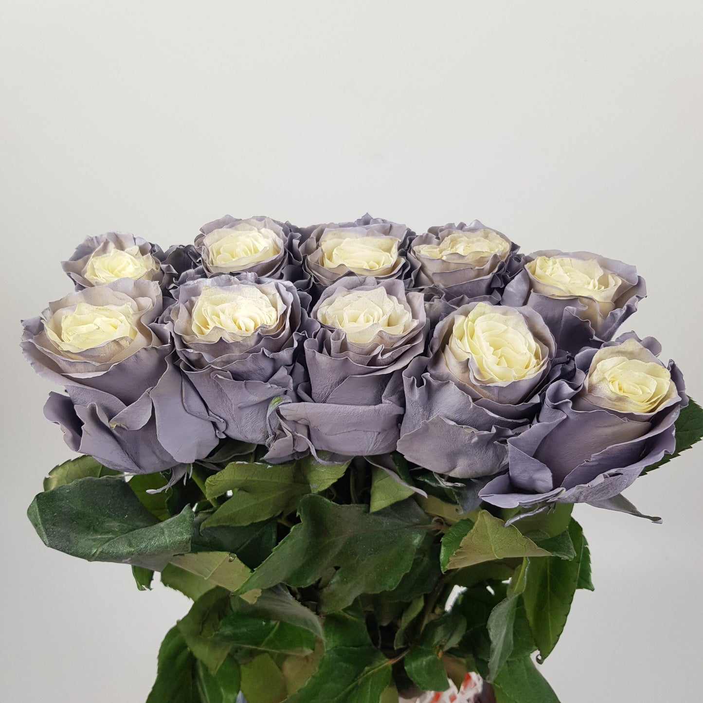 Rose Tinted 50cm - Dusty Grey (10 Stems)