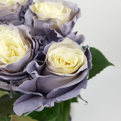 Rose Tinted 50cm - Dusty Grey (10 Stems)