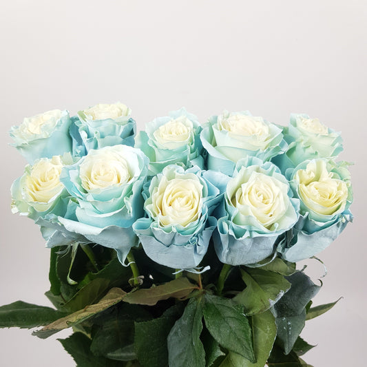 Rose Tinted 50cm - Mondial Baby Blue (10 Stems)