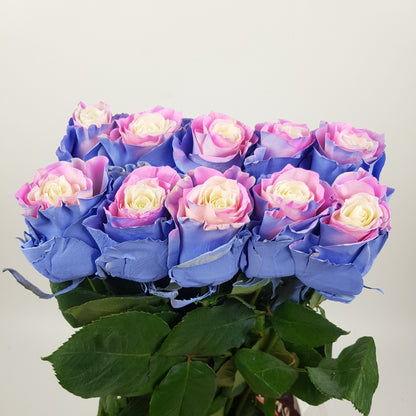 Rose Tinted 50cm - Cotton Candy (10 Stems)