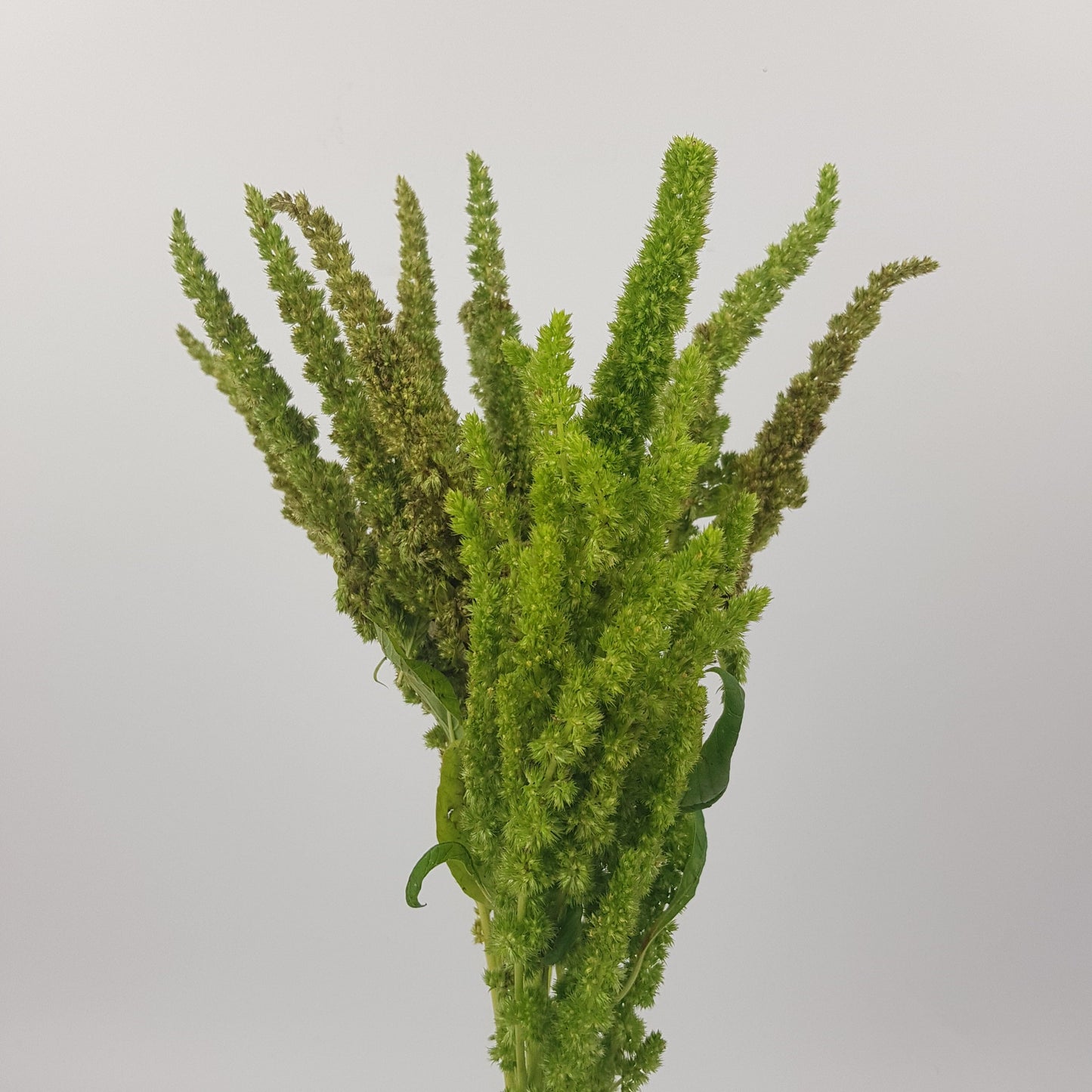 Amaranthus - Green (10 Stems)