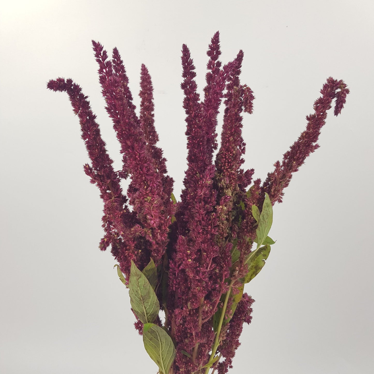 Amaranthus - Red (10 Stems)