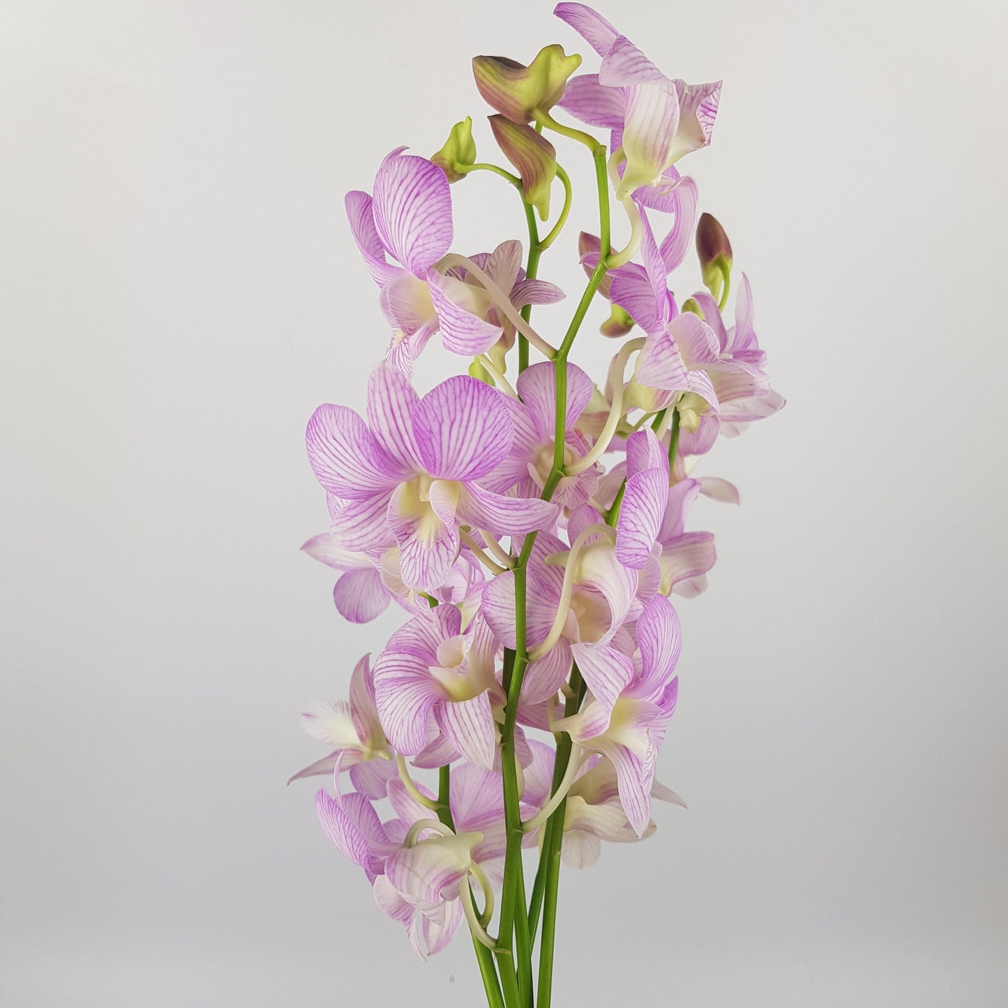 Orchid - Light Purple