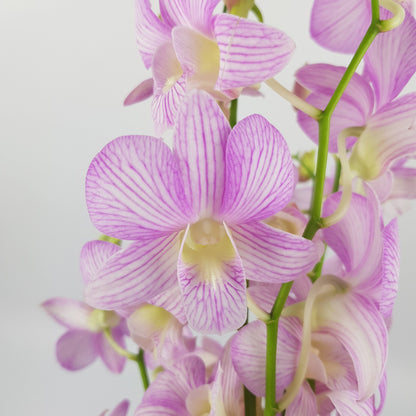 Orchid - Light Purple