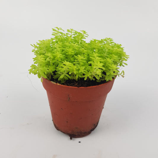 Sedum Gold Moss (P85)