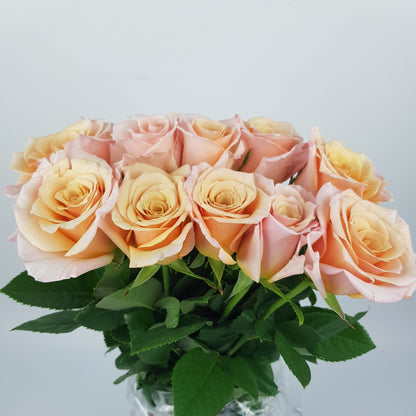 Rose - Champagne Pink (10 stems)