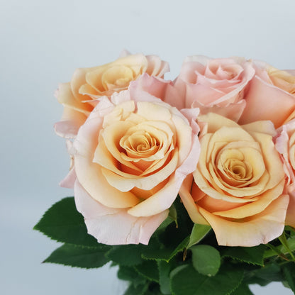 Rose - Champagne Pink (10 stems)