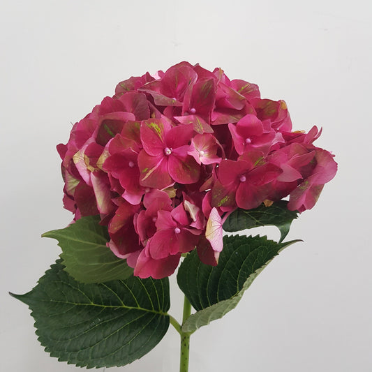 Hydrangea - Maroon