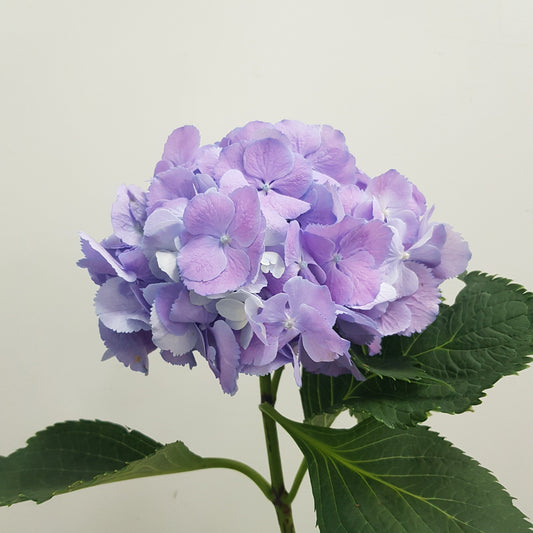 Hydrangea - Lilac