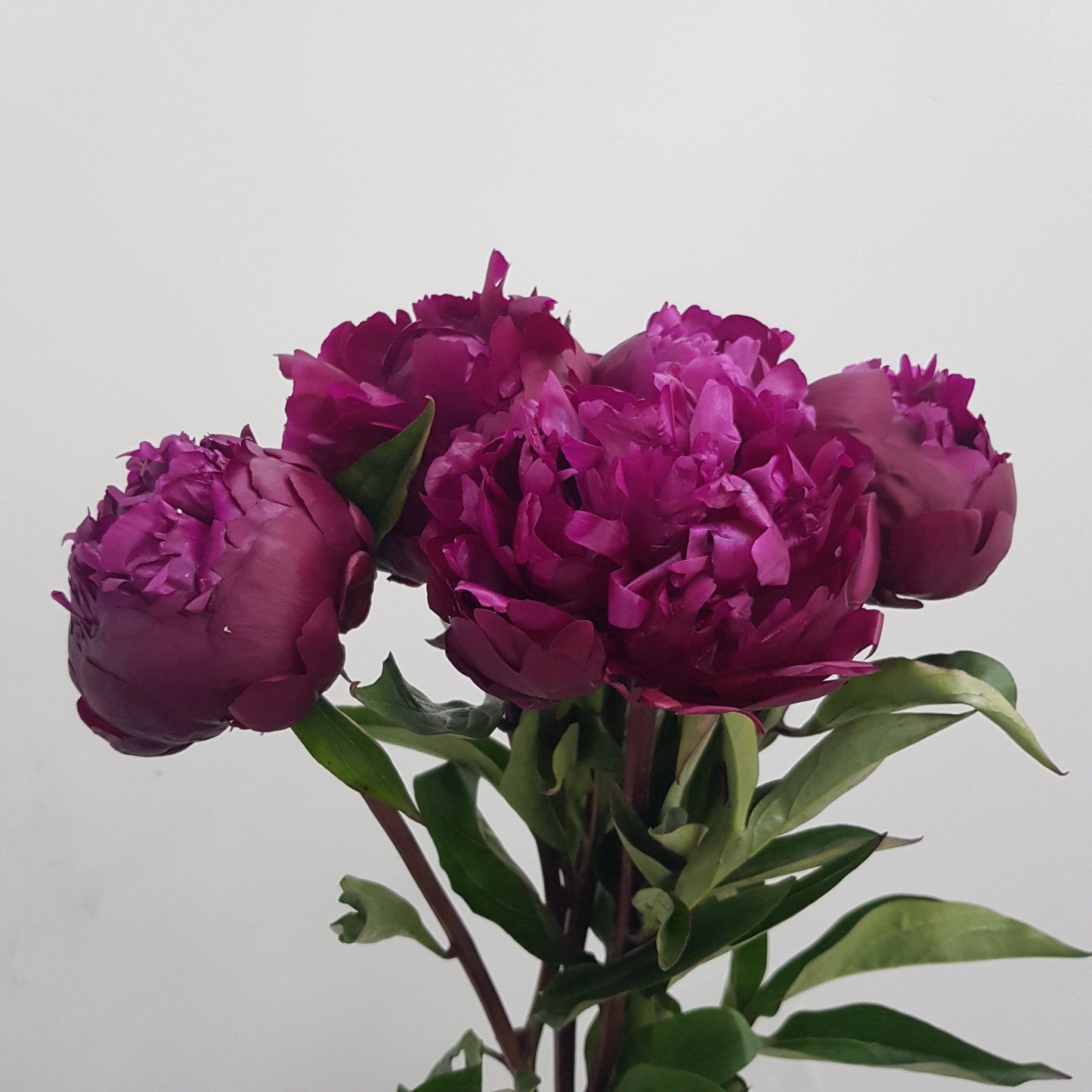 Peony Peter Brand - Shocking Pink (5 Stems)