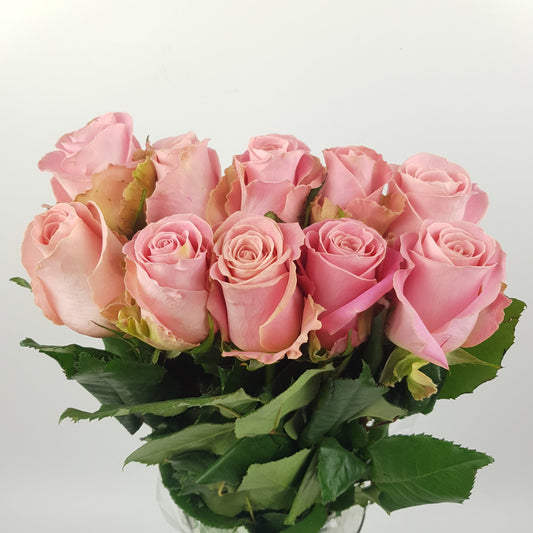 Rose 50cm Hermosa - Pink [10 Stems]