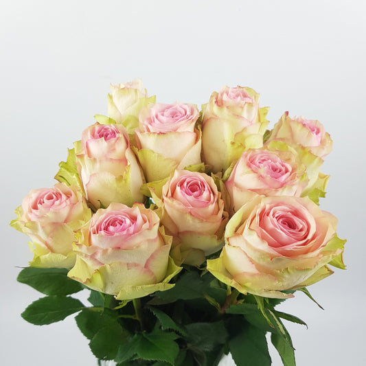 Rose 50cm Esperance - Pink White [10 Stems]