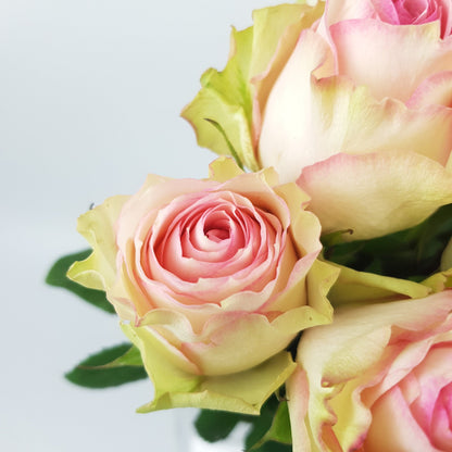 Rose 50cm Esperance - Pink White [10 Stems]