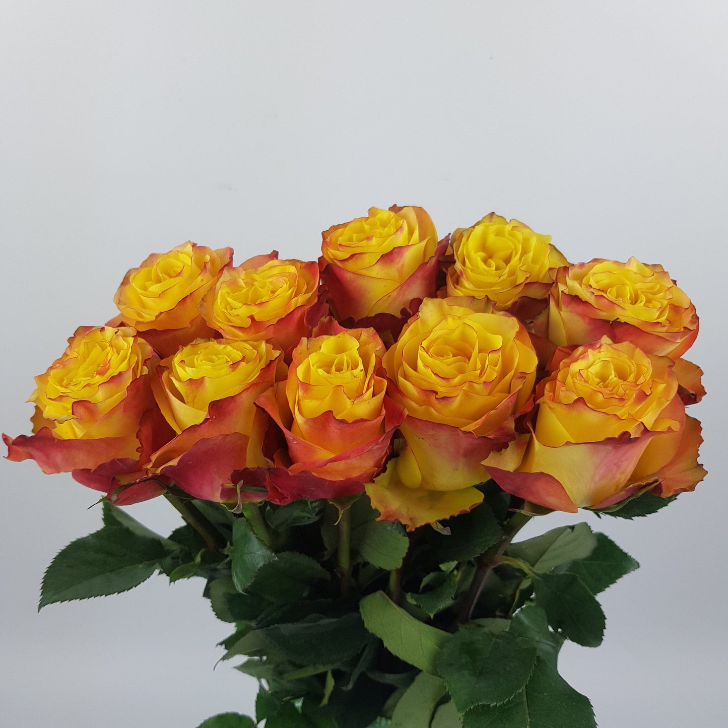 Rose 50cm News Flash - Yellow/Red [10 Stems]