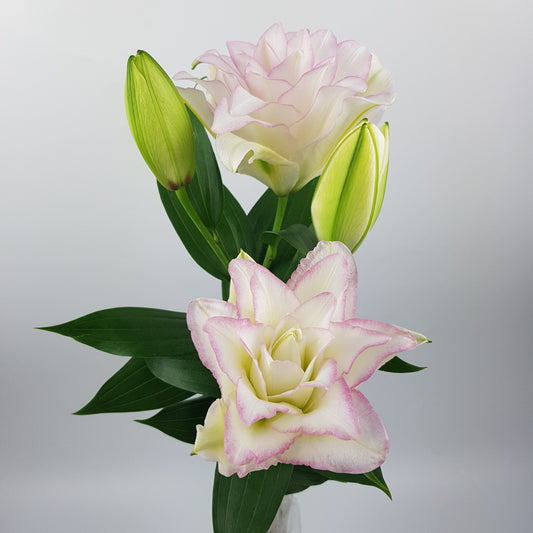 Roselily -  Orienta Light Pink (2 Stems)