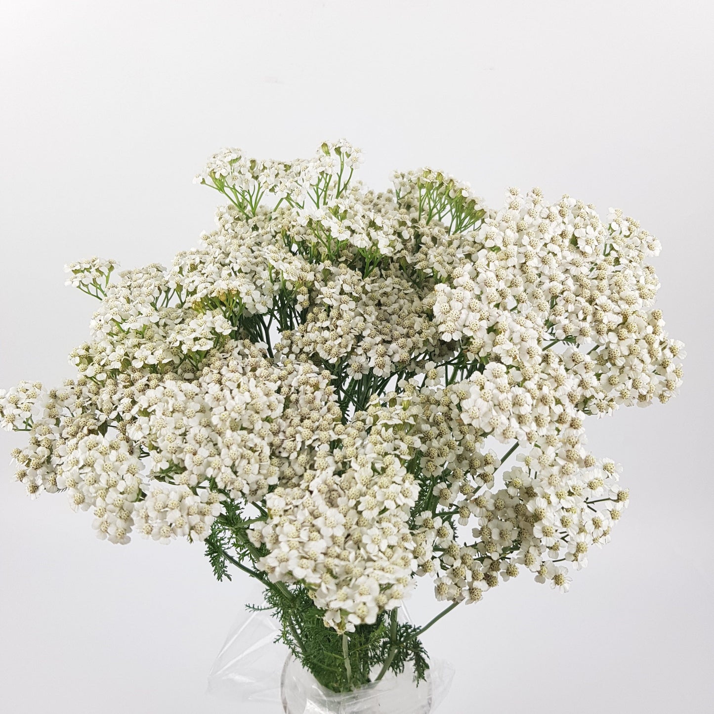 Achillea - White