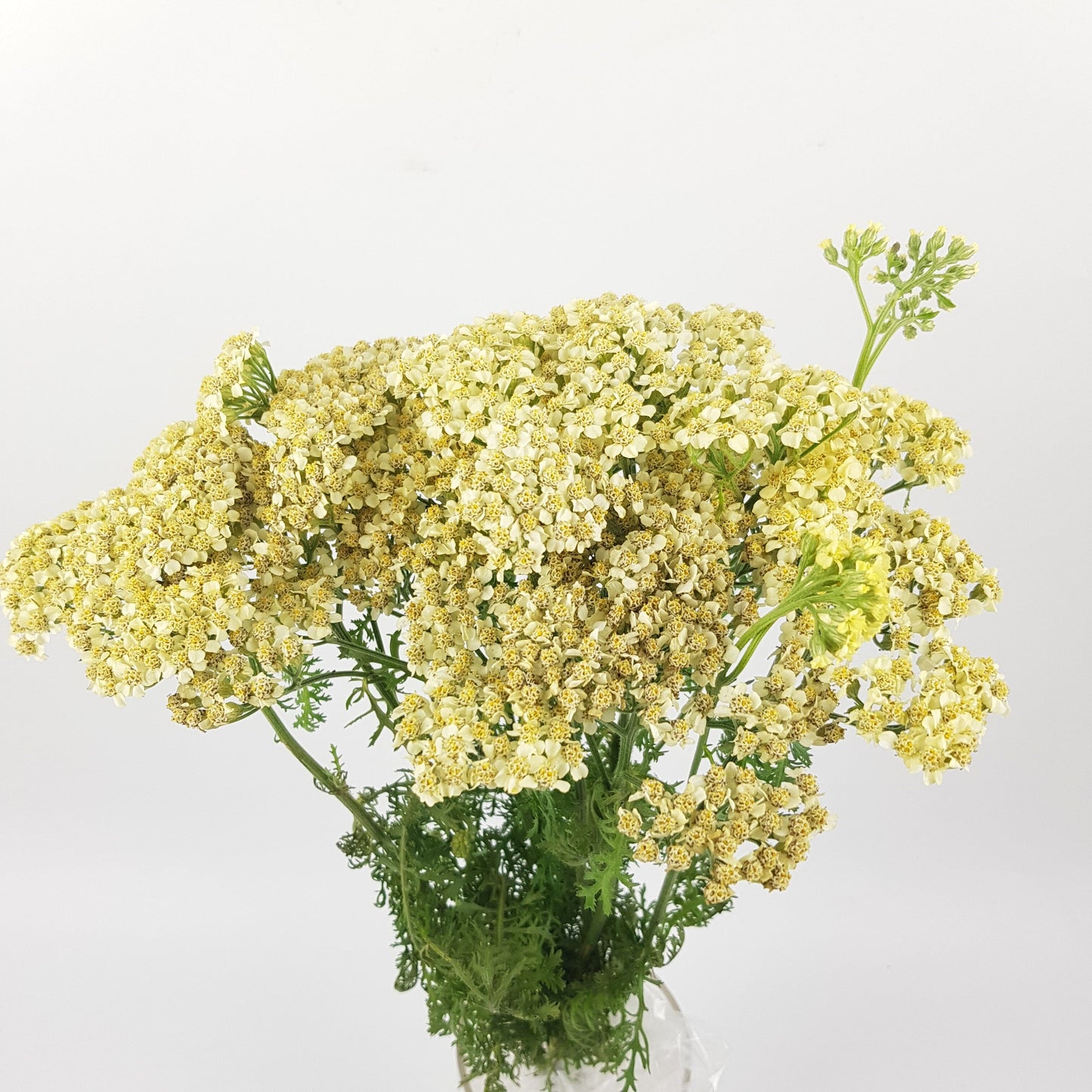 Achillea - Cream