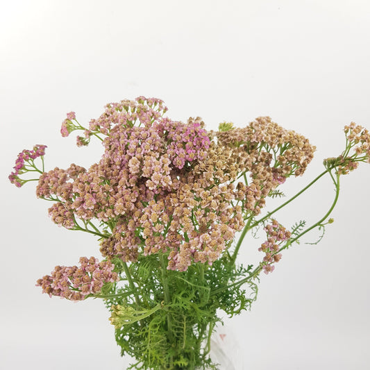 Achillea - Pink