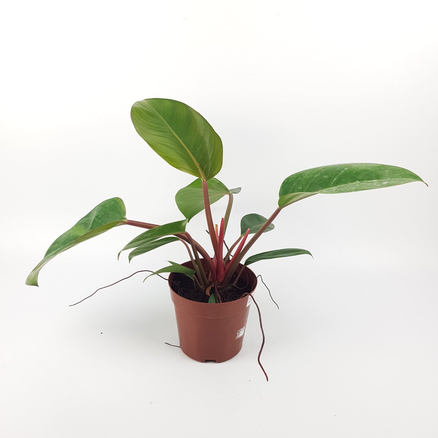 Philodendron Red Congo (P150)