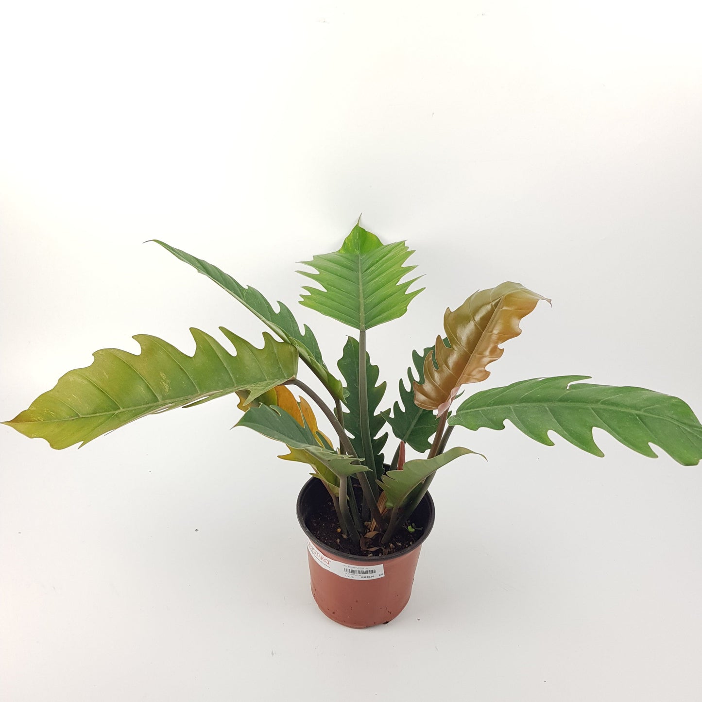 Philodendron Pluto (P150)