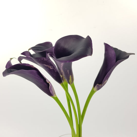 Calla Lily - Dark Purple