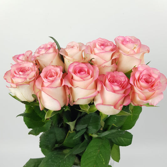 Rose - 2 Tone Pink 50cm [20 Stems]