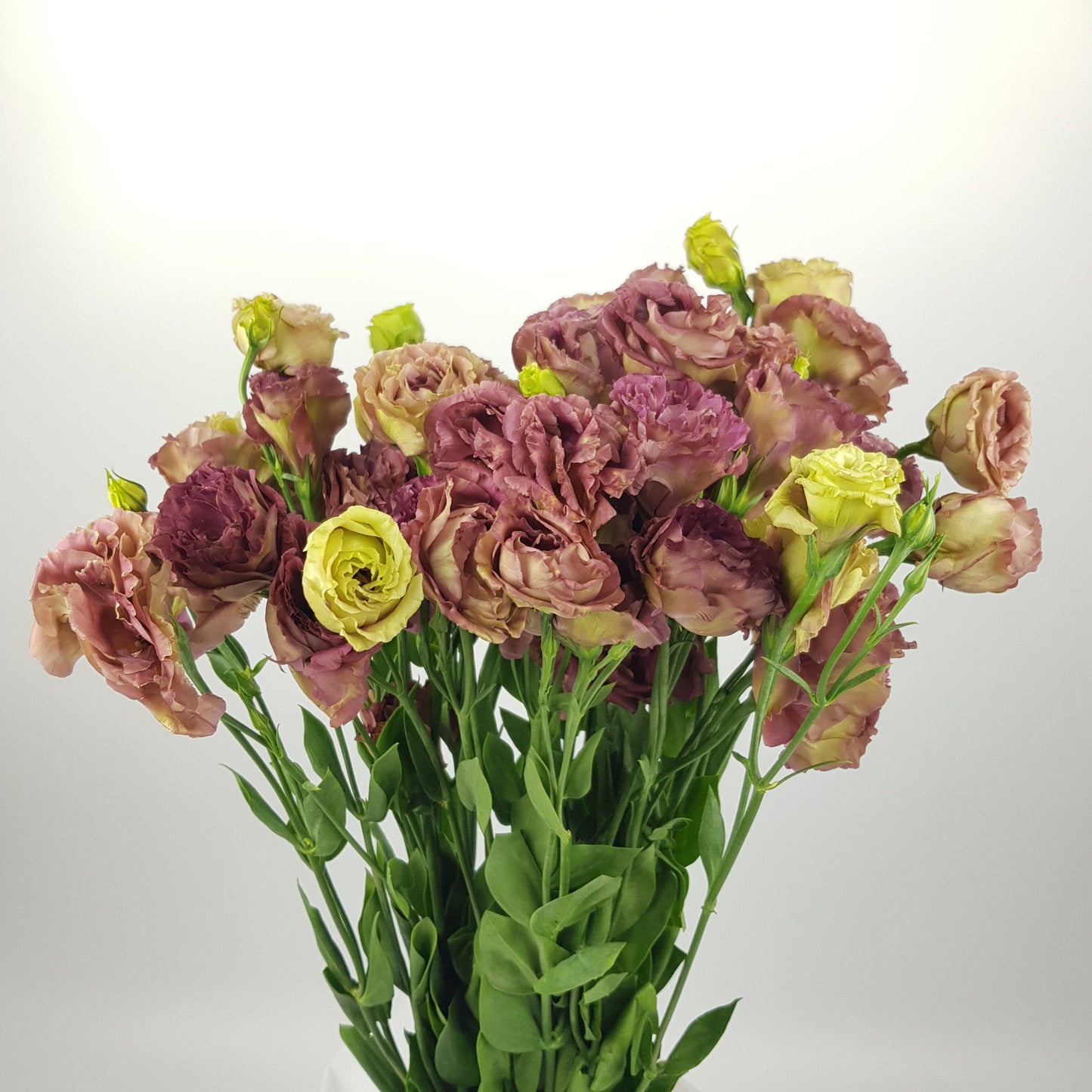 Eustoma - Tea (600g)