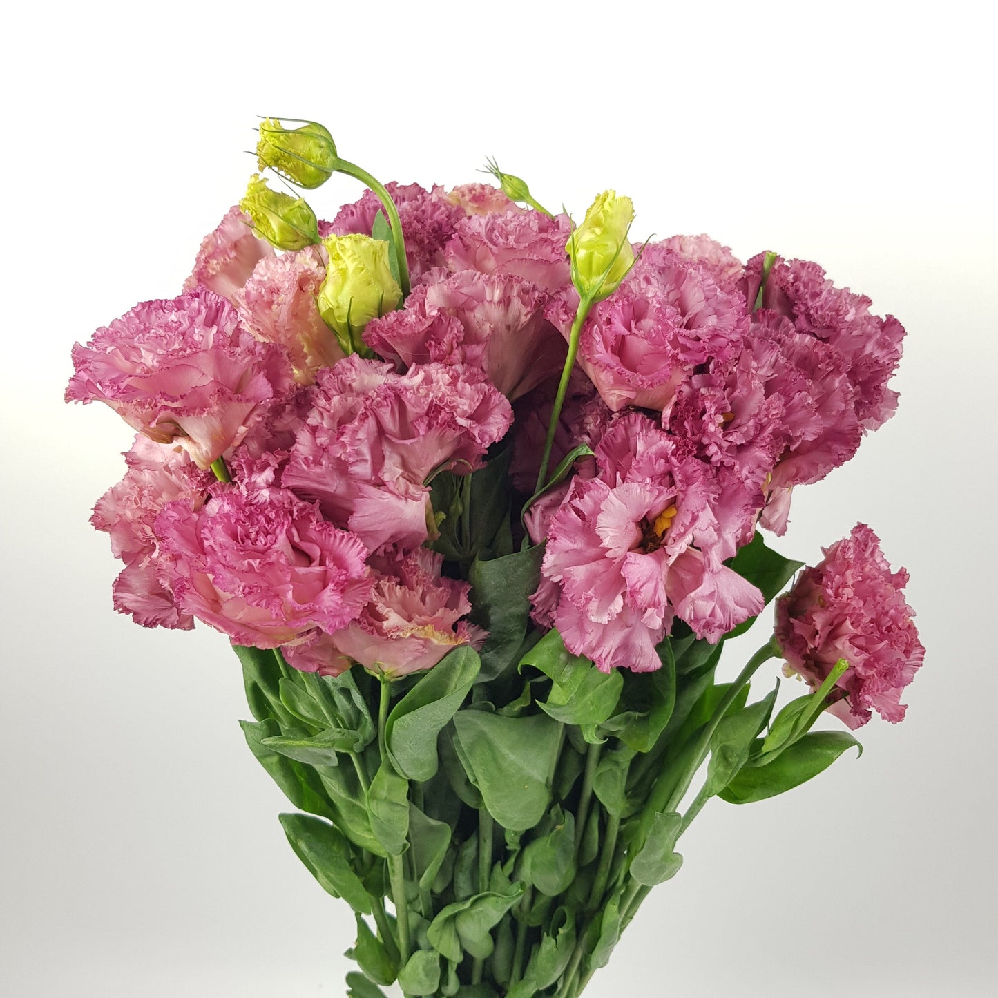 Eustoma - Wavy Pink (600g)