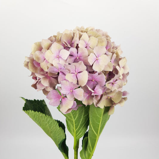 Hydrangea - Antique Pink