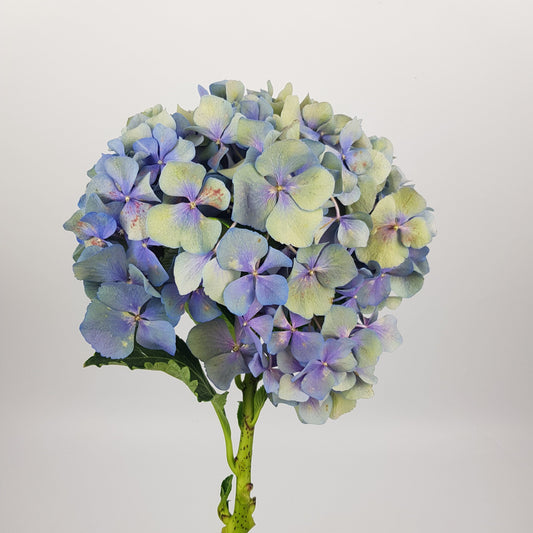 Hydrangea - Antique Blue