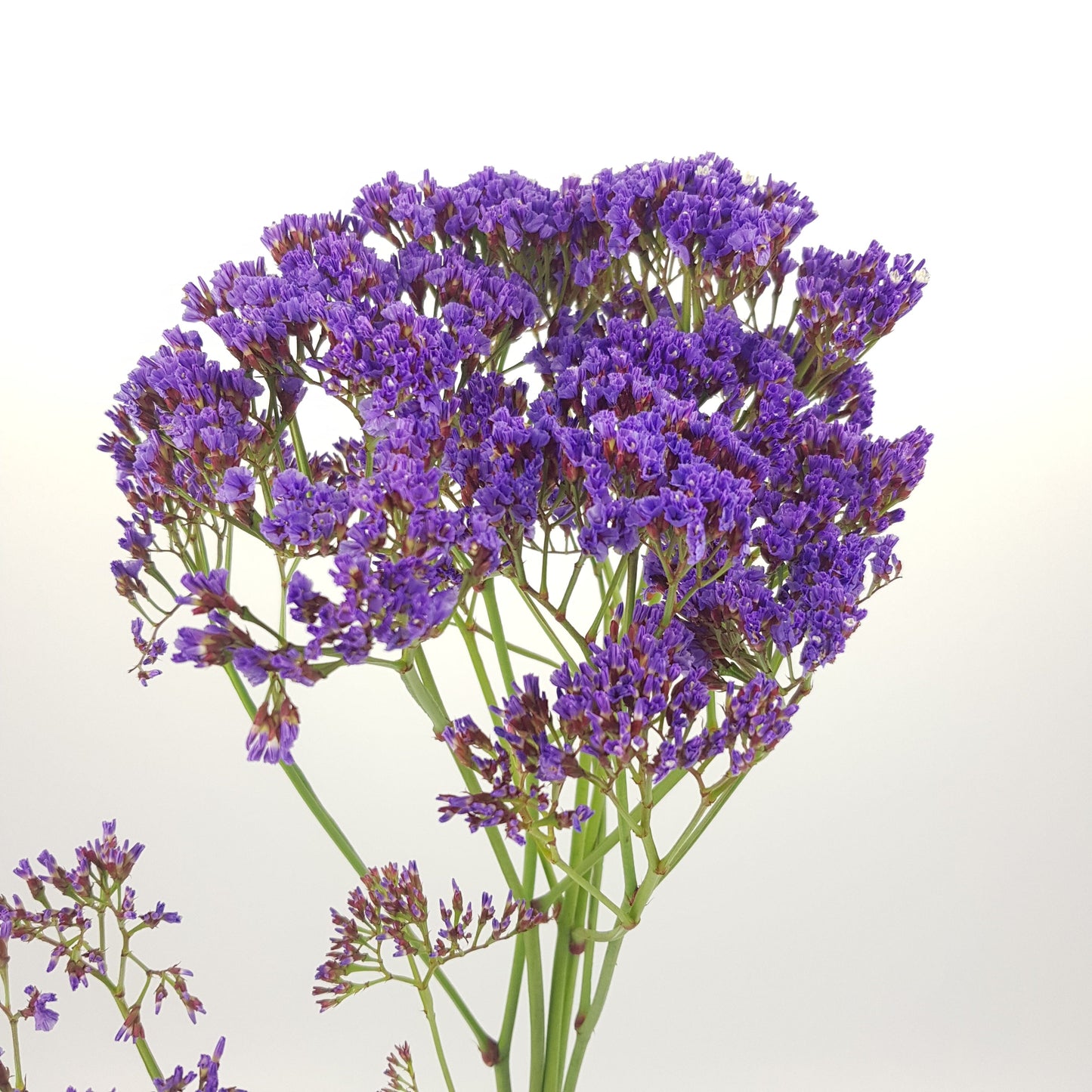 Casphia - Purple (5 stems)