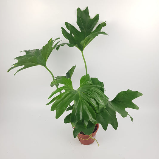 Philodendron Selloum (P150)