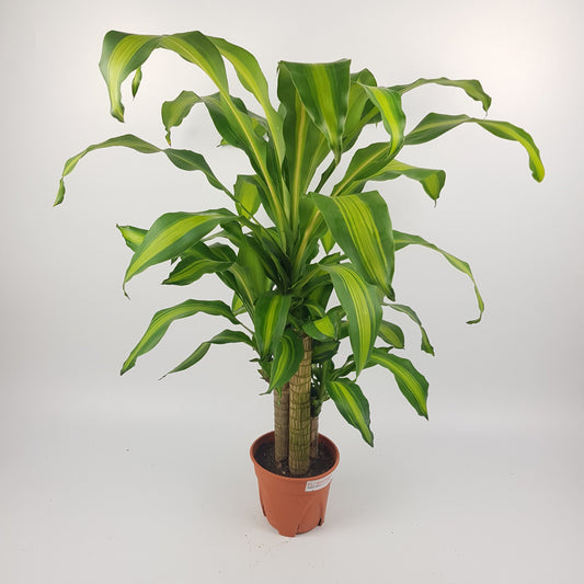 Dracaena Fragrance - 2ft